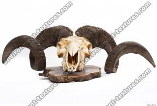 mouflon skull 0011
